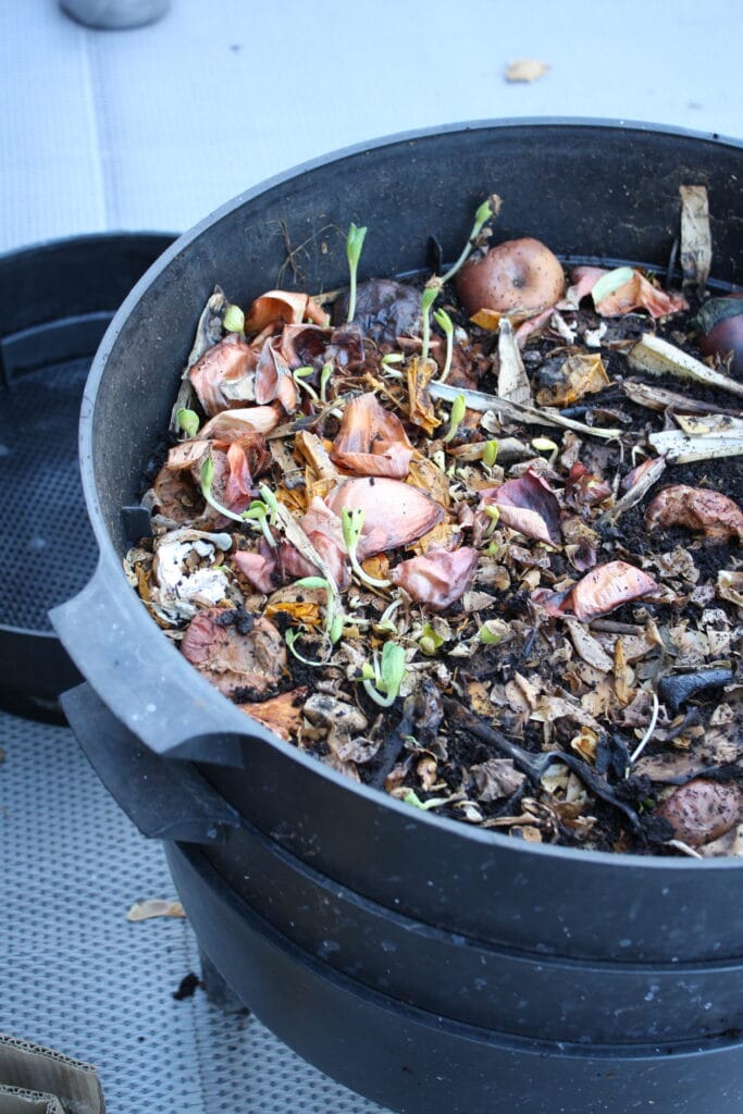 a worm bin filled with food scraps from the kitchen. Most of them have been eaten by the worms, but some squash seeds have sprouted and are growing up out of the bin.