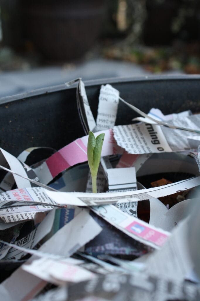 a worm bin filled with compost and shredded newspaper with a little sprout growing up out of it.