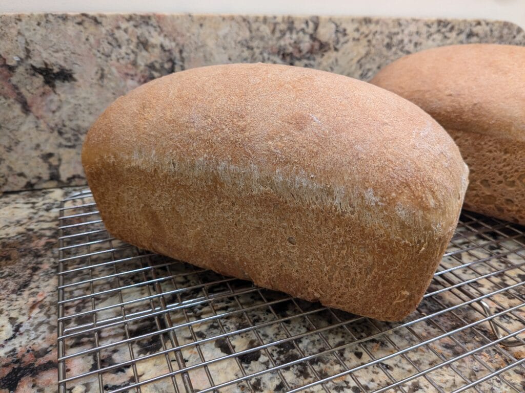 a fresh loaf of sourdough sandwich bread.