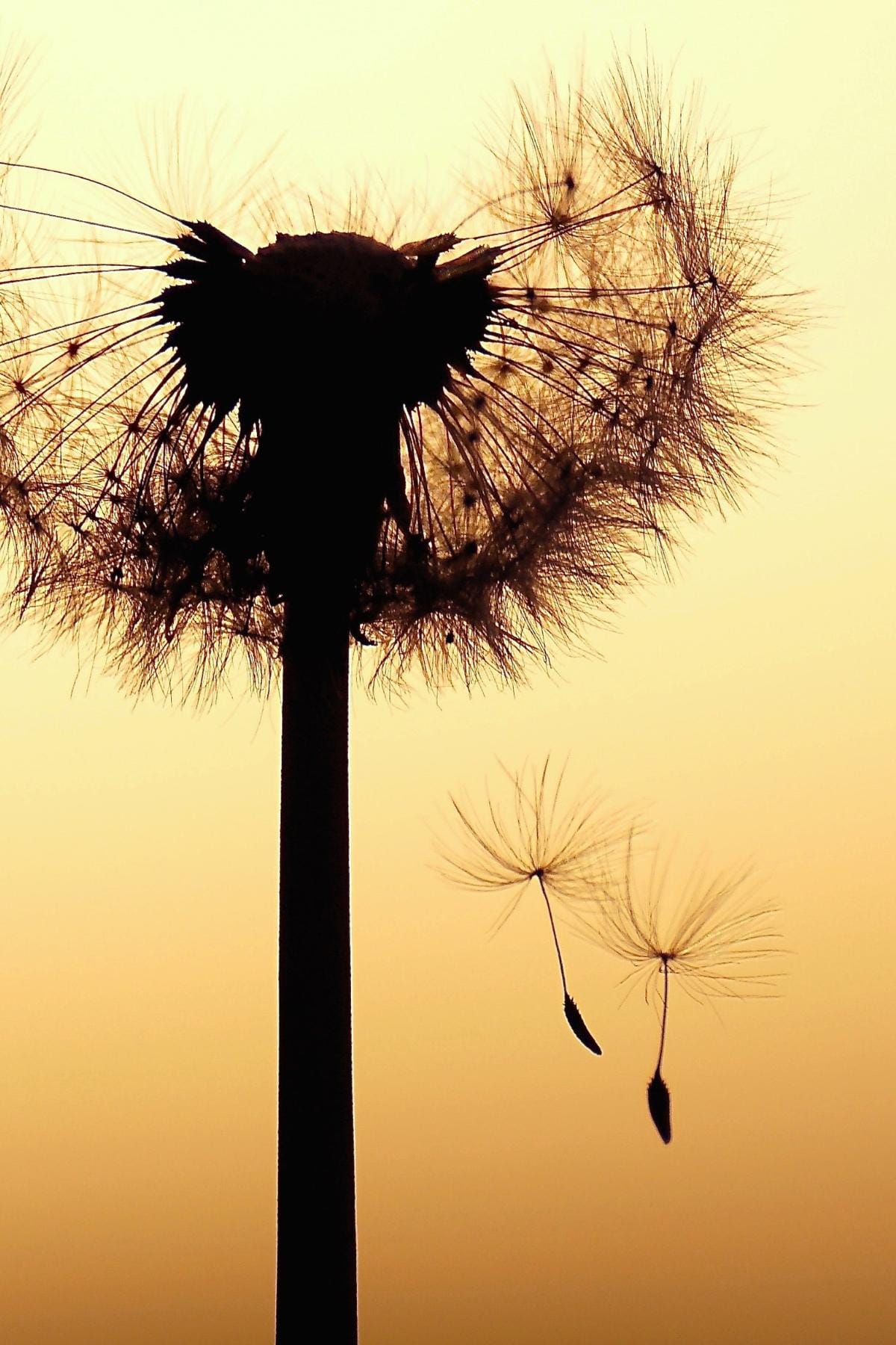 A photo of a dandelion puffed up into a seed head. It is sunset, and two seeds are falling to the ground. This represents a woman who has had two miscarriages this year, but it still standing and trying to have hope for future pregnancies.