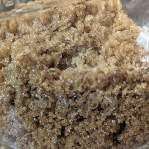 An airtight glass container of brown sugar, just mixed up from homemade with only 2 ingredients - white sugar and molasses.