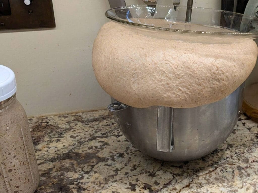 a bowl of whole wheat bread dough lifting the plate for a lid and pouring up and out of the bowl because it's so active.